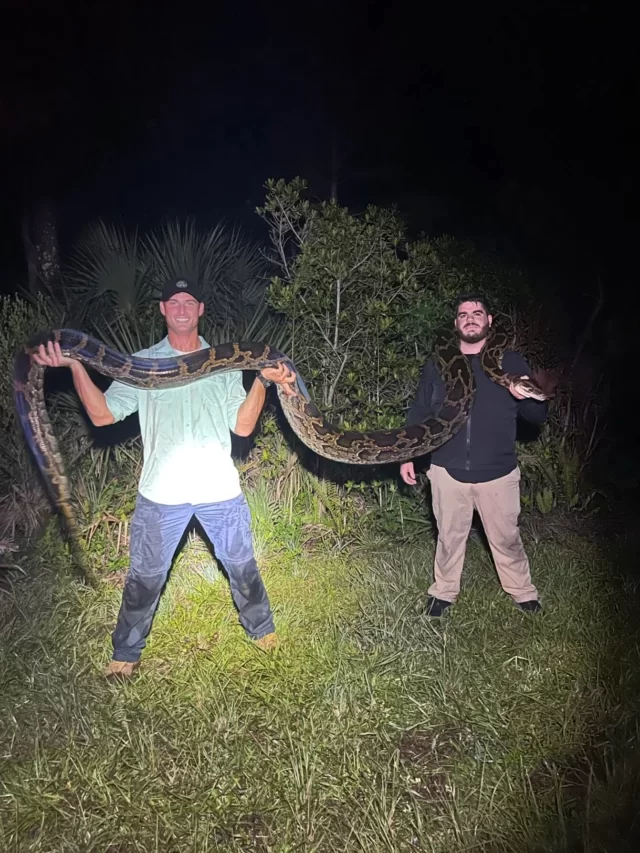 Amateur Snake Hunters Caught Giant 17 foot Python on First Day of Florida’s Python Challenge