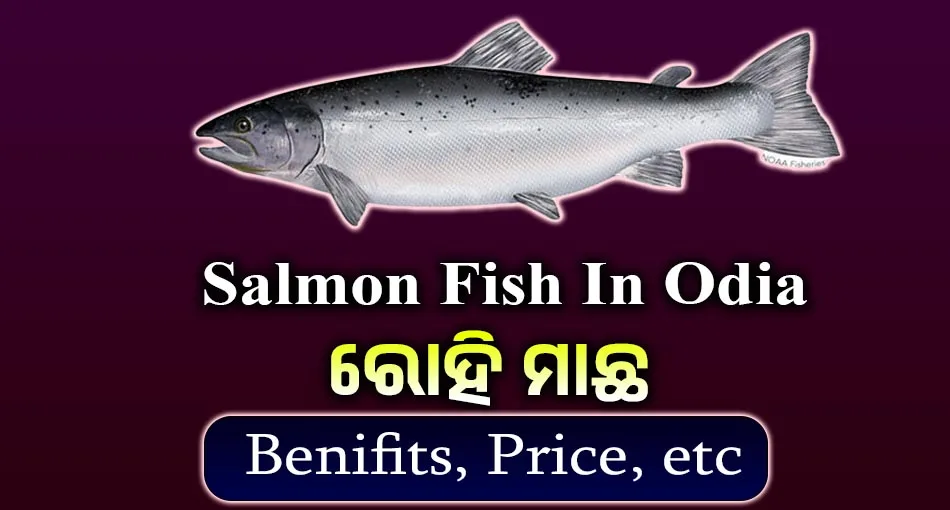 Salmon Fish In Odia